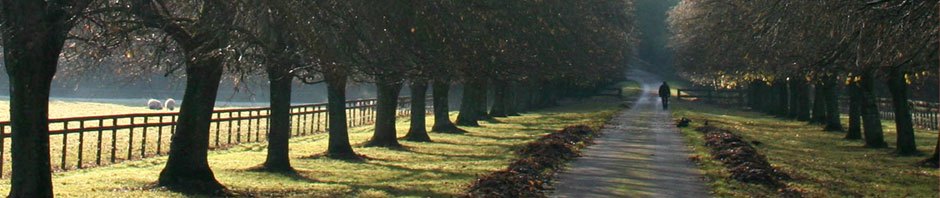 Allee - Herbststimmung